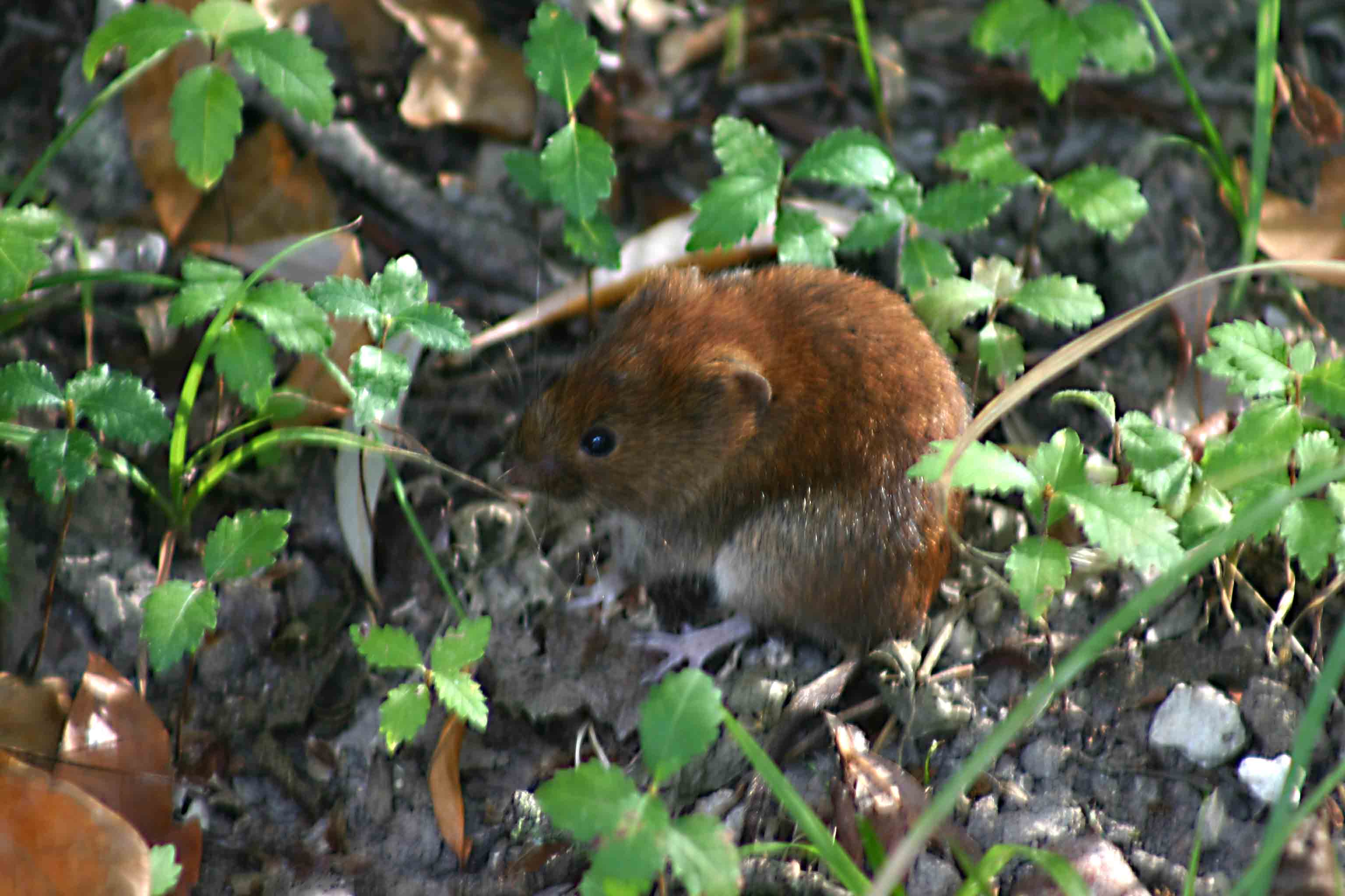 Myodes glareolus, Arvicola rossastra